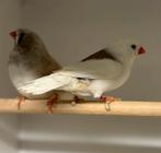 Te koop koppel grote zebra’s, Dieren en Toebehoren, Vogels | Overige Vogels, Meerdere dieren, Geringd