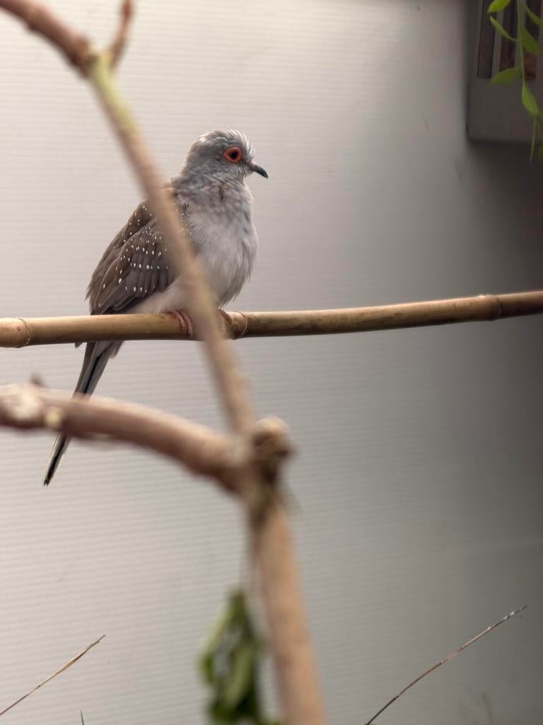 Diamand doffer ruilen voor een duivin, Mannelijk, Tropenvogel
