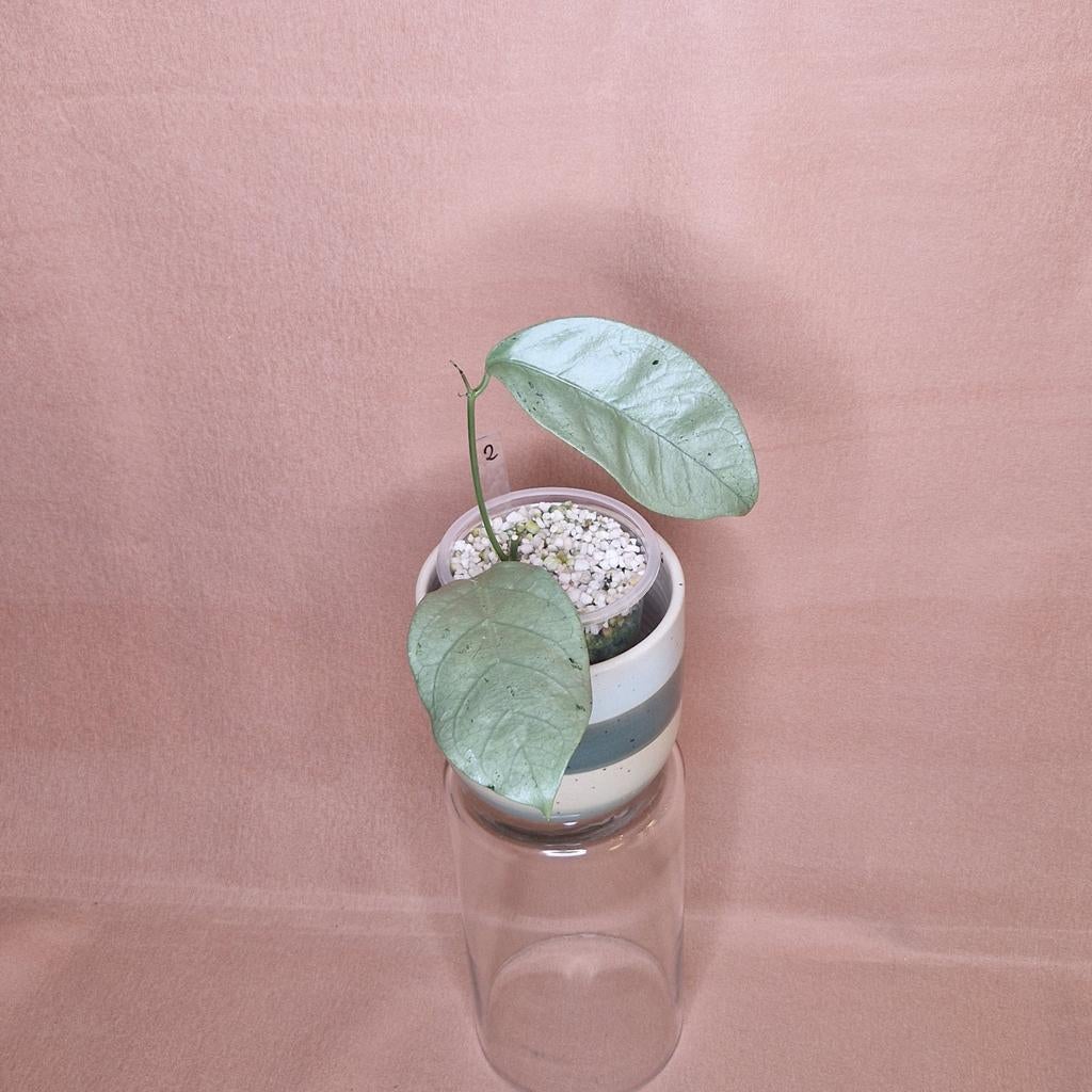 Hoya Coriacea Silver 2, Overige soorten, Minder dan 100 cm, Bloeiende kamerplant, Halfschaduw