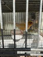 2025 geel man met kijf moi zinge met koi, Mannelijk