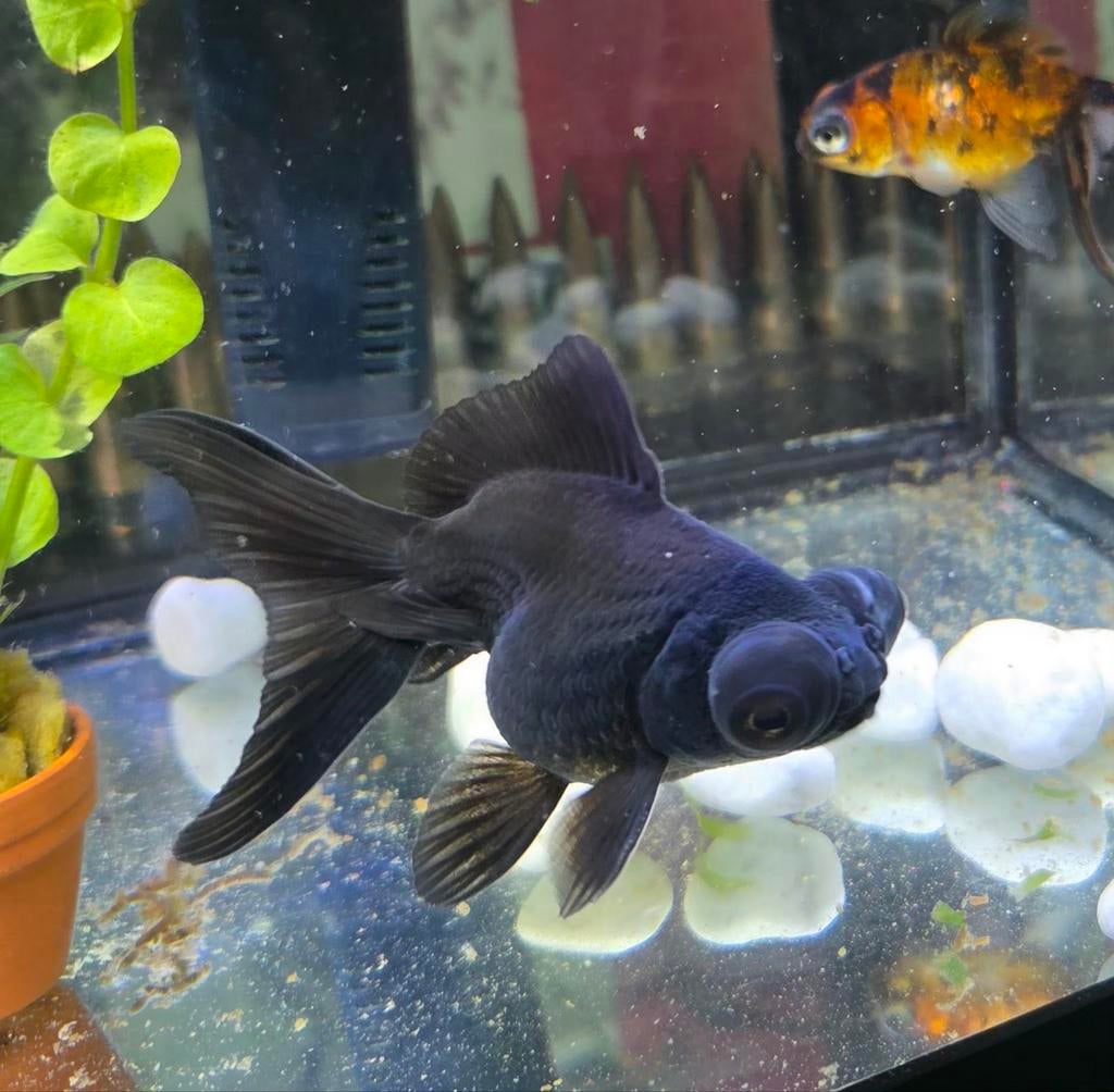 2 sluierstaart telescoopoog goudvissen, Dieren en Toebehoren, Vissen | Aquariumvissen, Vis