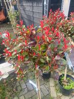 Photinia Little robin bol op stam van 80 cm € 39,95 pst, Ophalen of Verzenden, Zomer, Volle zon, 100 tot 250 cm