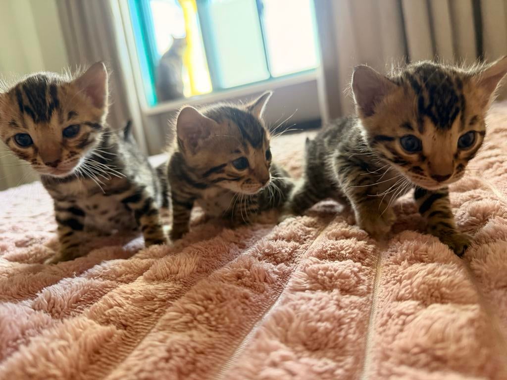 Schattige bengaal zoeken een nieuw thuis, Kater, Met stamboom