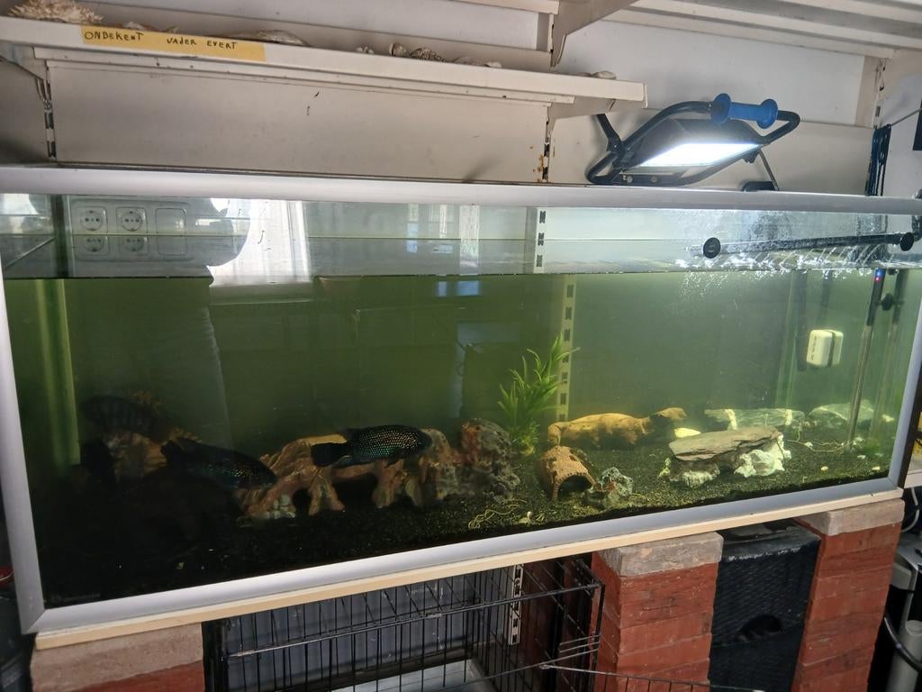 Aquarium met vissen tekoop of teruil, Dieren en Toebehoren, Ophalen of Verzenden, Gevuld zoetwateraquarium