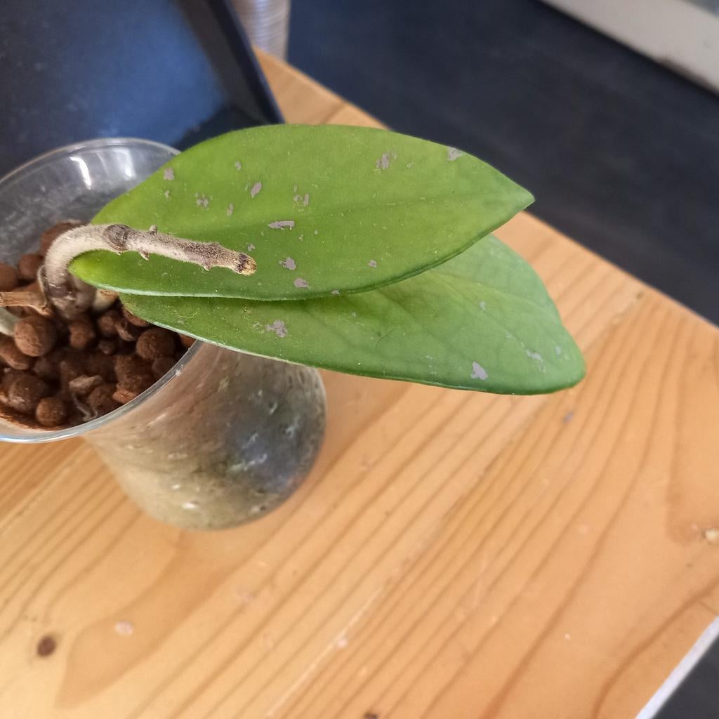 Hoya carnosa stek nr 2-2, Huis en Inrichting, Ophalen of Verzenden, Halfschaduw, Minder dan 100 cm