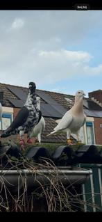 Duiven, Meerdere dieren, Overige soorten