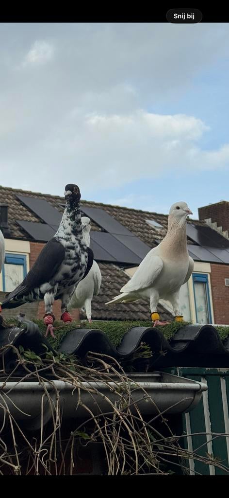 Duiven, Meerdere dieren, Overige soorten