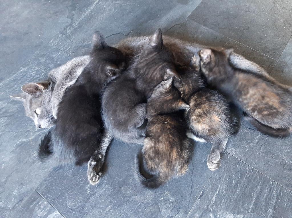 4 lieve kittens zoeken een nieuw thuis, Meerdere dieren, Kortharig, 0 tot 2 jaar