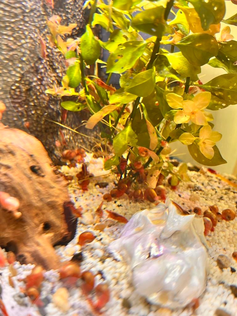 Posthoornslakken bruin/roze, Dieren en Toebehoren, Vissen | Aquariumvissen, Slak of Weekdier