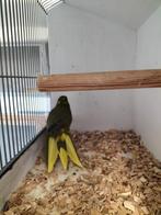 Kakariki's, Mannelijk, Parkiet, Geringd