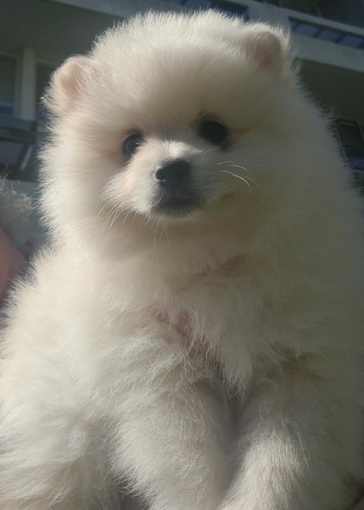 Pomeranian puppys te koop reutjes, Dieren en Toebehoren, Keeshond, 8 tot 15 weken, Meerdere, Meerdere dieren