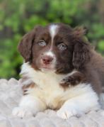Prachtige border-stabij x australian shepherd pups te koop, Parvo, Overige rassen, 8 tot 15 weken, Meerdere