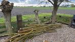 Wilgen openhaard hout. In totaal 20 bomen aan dikke takken, 6 m³ of meer, Ophalen, Overige houtsoorten, Stammen