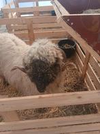 Mooie walliser swarznaze ooi, Dieren en Toebehoren, Schapen, Geiten en Varkens, Vrouwelijk, Schaap, 3 tot 5 jaar
