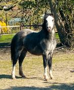 Welsh A merrie jaarling!, Merrie, A pony (tot 1.17m), 0 tot 2 jaar