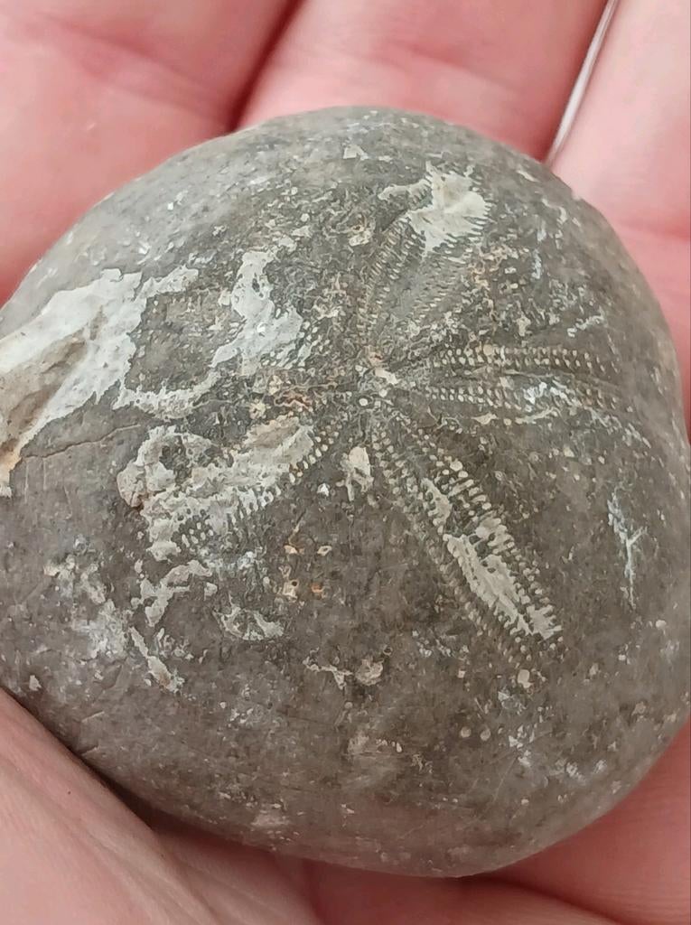 Antiek Fossiel Zeester Steen Miljoen Jaar Echinoid Zee Egel, Ophalen of Verzenden, Fossiel