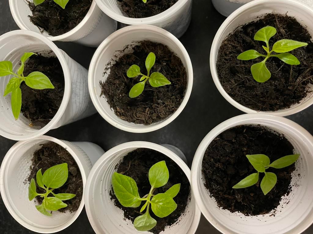 Madam jeannet plantjes, Tuin en Terras, Planten | Tuinplanten, Ophalen, Eenjarig, Groenteplanten, Volle zon