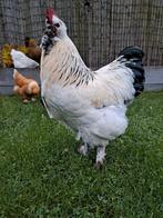 Erfhaan kruising Barnevelder/Sussex zoekt plek buitengebied., Mannelijk, Kip
