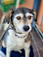 ACE: Georgie verdient nog een mooi leven!, Dieren en Toebehoren, 6 jaar of ouder, Particulier, Buitenland, Teef