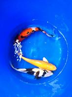 Koi 30-35 cm desgewenst bezorgd aan huis, Dieren en Toebehoren, Vissen | Vijvervissen, Karper of Koi
