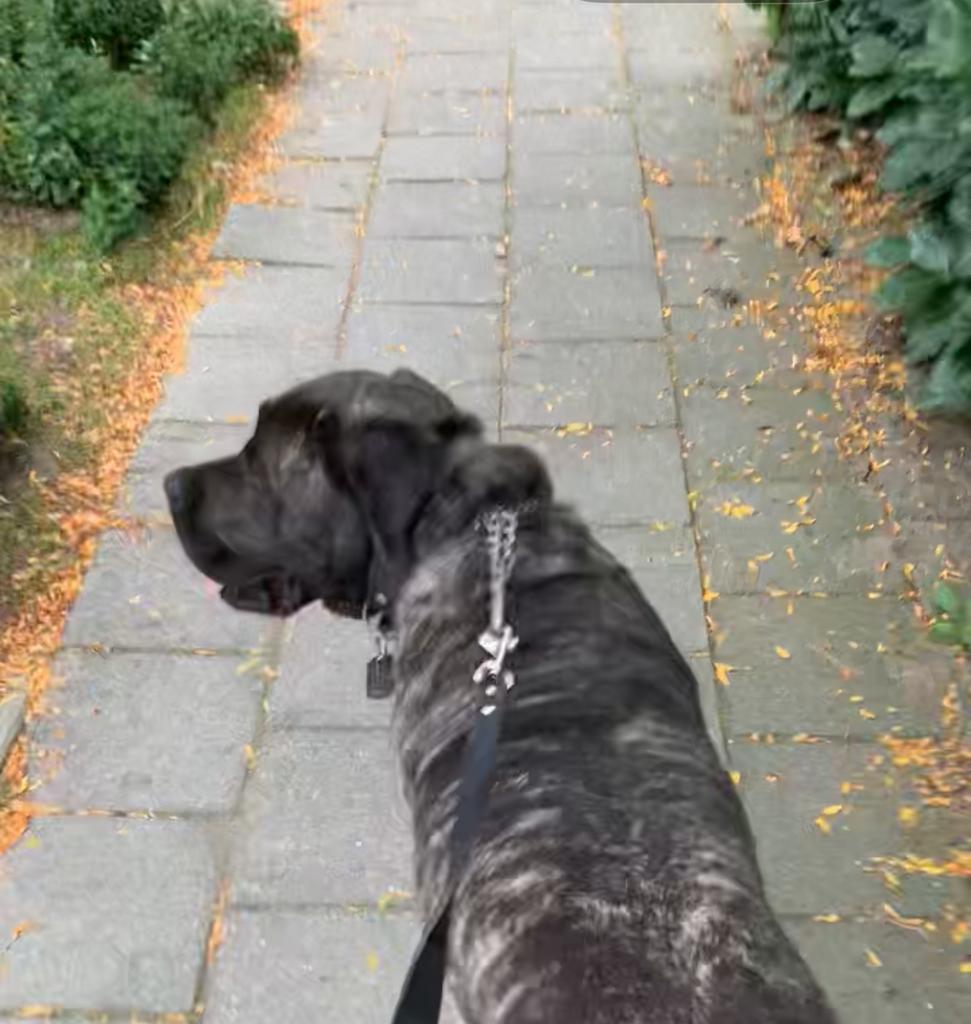 ik laat gratis uw hond uit!, Dieren en Toebehoren, Ophalen of Verzenden