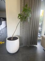 Plant met pot, Ophalen, Overige soorten, Halfschaduw, Minder dan 100 cm