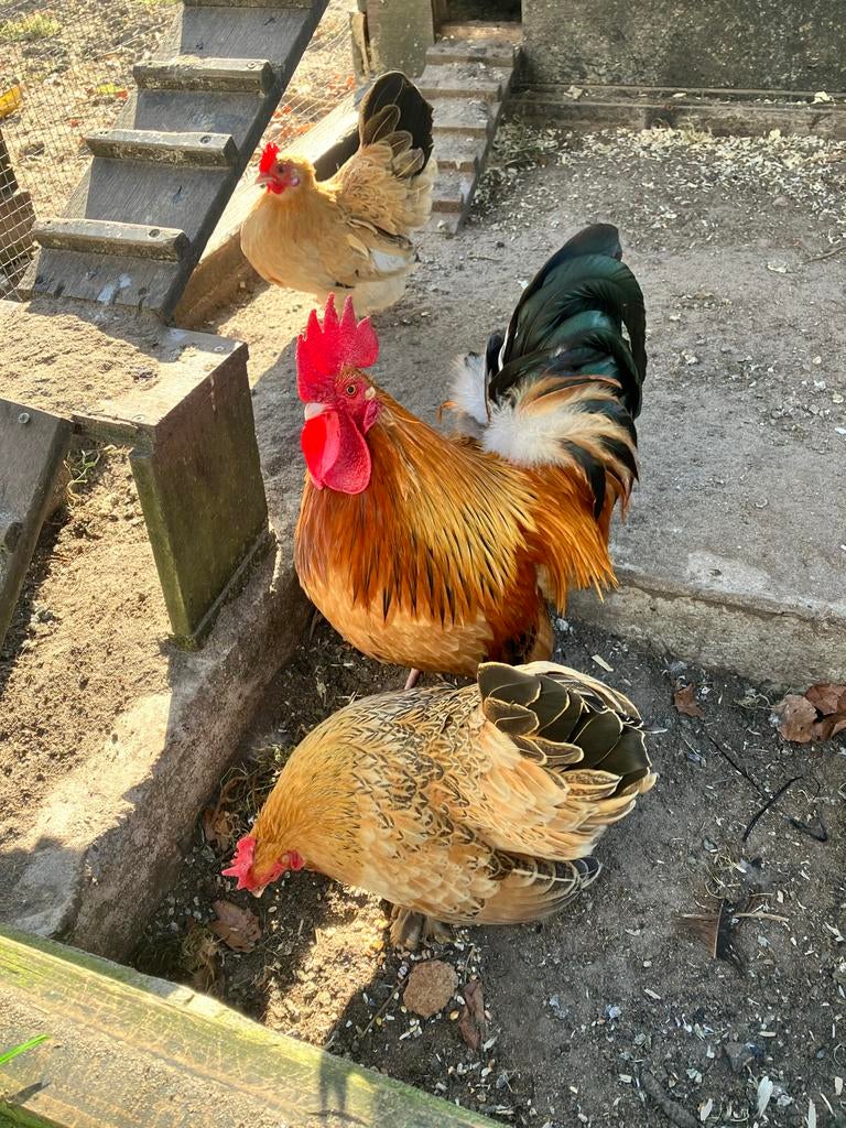 Broedeiren noord-hollandse kriel, Mannelijk, Kip