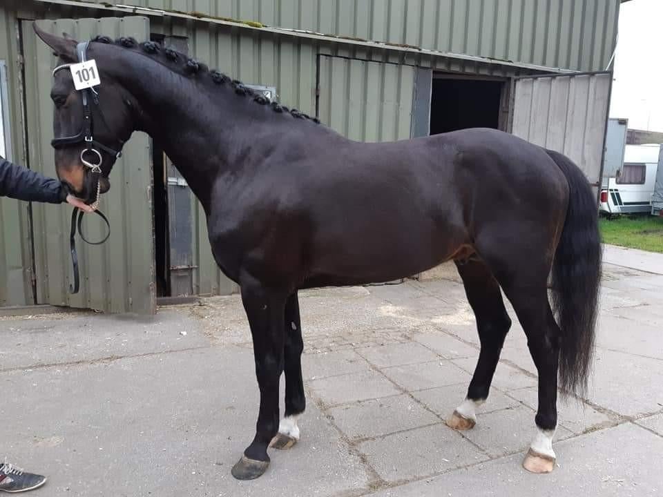 Bijrijder gezocht, Ruin, Dressuurpaard