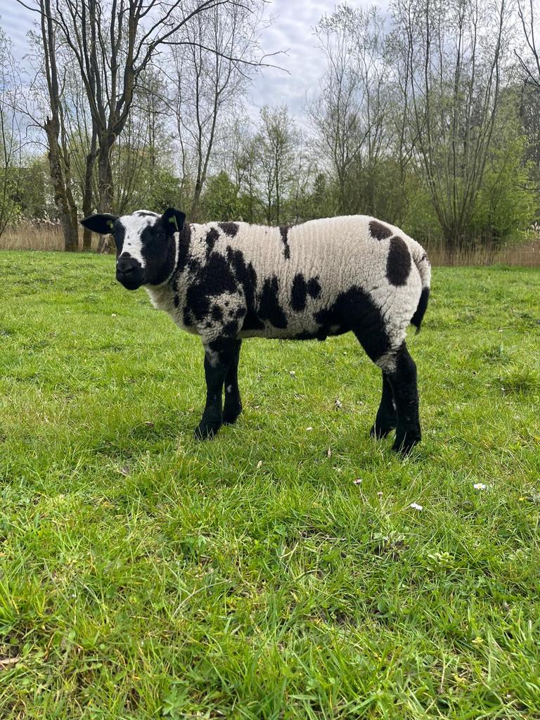 Bonte ramlammeren schapen, Vrouwelijk, Schaap