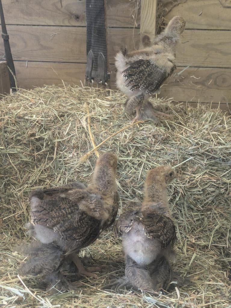 drie brahma Hennen kuikens, Dieren en Toebehoren, Vrouwelijk, Kip