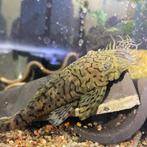 GEZOCHT: Ancistrus luzia L159, Vis