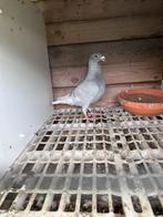 postduif, Mannelijk, Postduif