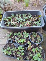 Aardbeienplanten: hoog productief en heerlijk zoet, Ophalen, Volle zon, Vaste plant, Fruitplanten