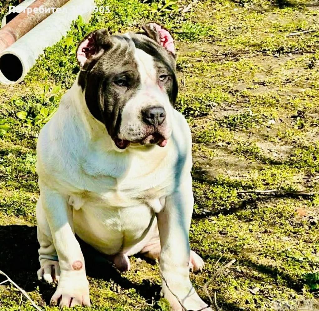 American bully reu van 6 maanden, Dieren en Toebehoren, Ophalen of Verzenden, Zo goed als nieuw, 75 tot 110 cm, Minder dan 65 cm
