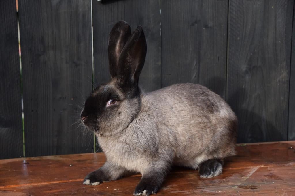 Duitse reus, Siamees sable, Middelgroot, 0 tot 2 jaar