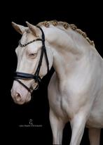 ️Prachtige 6-jarige perlino ruin️, Dieren en Toebehoren, Paarden, Gechipt, Ruin, 3 tot 6 jaar, L