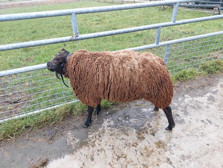 Stamboek blauwe texelaar rammen, Dieren en Toebehoren, Schapen, Geiten en Varkens, Schaap, Mannelijk, 0 tot 2 jaar