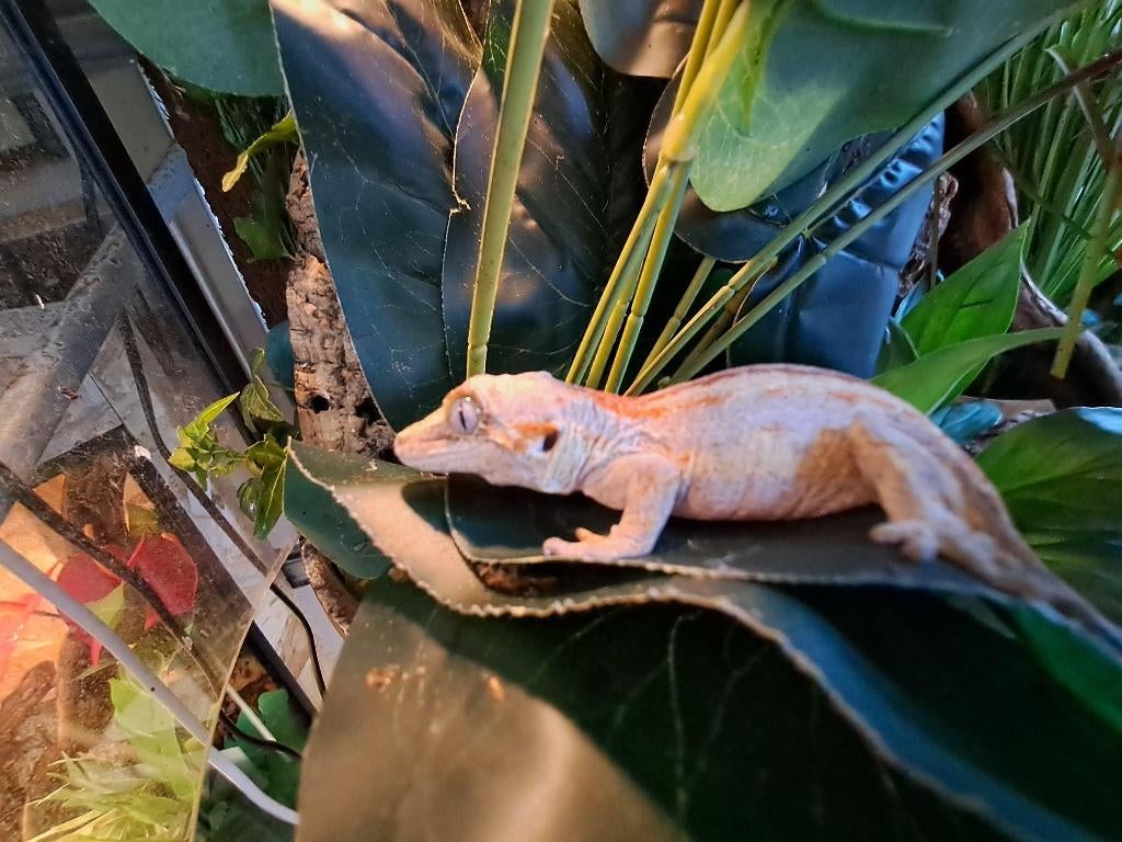 nakweek jonge div gargoyle gekko Leopard Gecko - unknown for sale from l