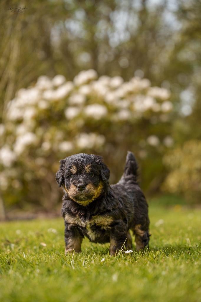 Nog 1 F1 Bernedoodle pup Tri-color, Dieren en Toebehoren, Parvo, Reu, Eén hond, Nederland