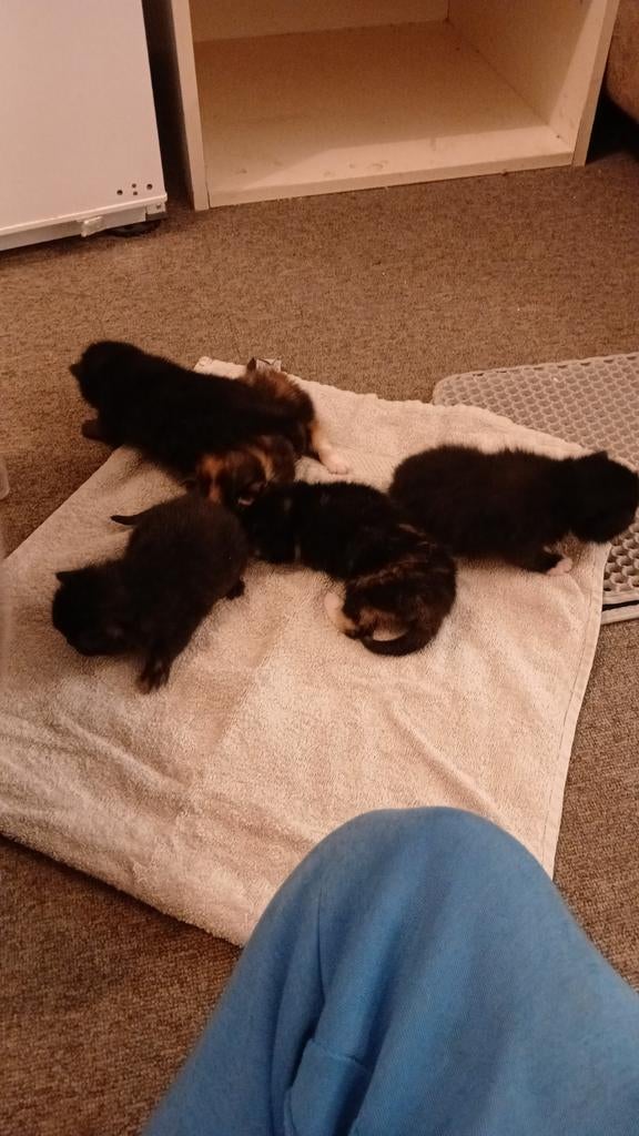 Britse korthaar kittens