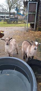 Jonge geitjes, Meerdere dieren, Geit, 0 tot 2 jaar