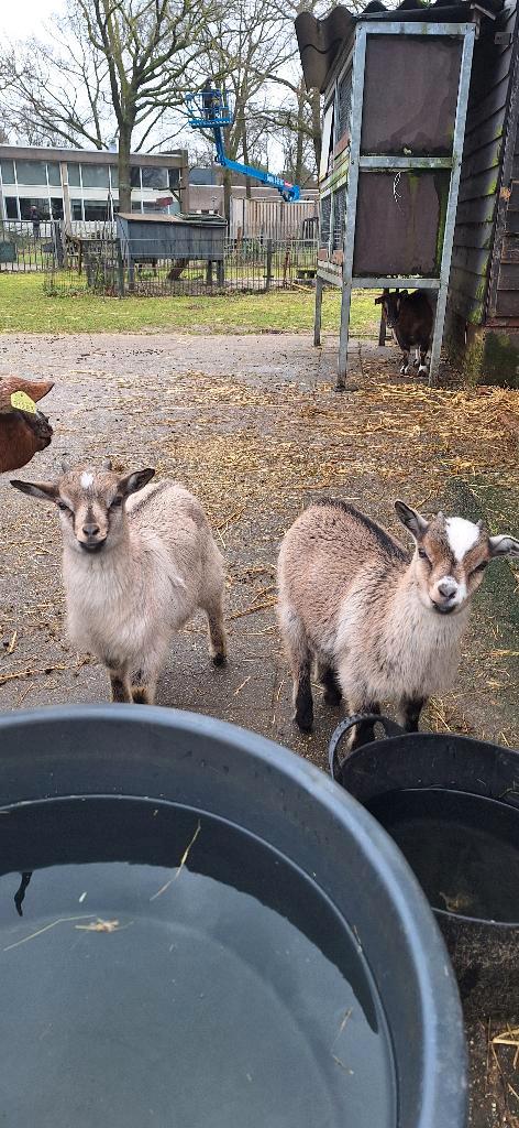 Jonge geitjes, Dieren en Toebehoren, Schapen, Geiten en Varkens, Geit, Meerdere dieren, 0 tot 2 jaar