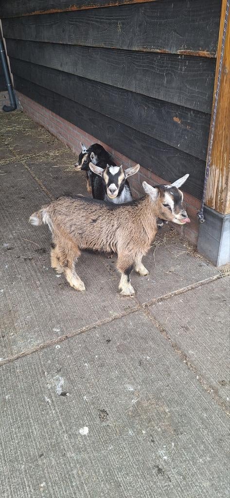 Jong mooi dwergbokje, Dieren en Toebehoren, Schapen, Geiten en Varkens, Mannelijk, Geit