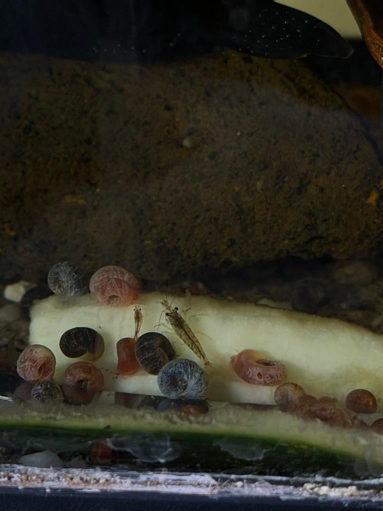 Posthoornslakken | Goede algeneters!, Dieren en Toebehoren, Vis