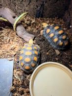 Chelonoidis carbonarius ( kolenbrander schildpad ), Dieren en Toebehoren, Reptielen en Amfibieën, Schildpad, Tam, 3 tot 6 jaar