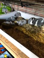 Lieve baby dwerg konijntjes Loffelohr. Erg lief!, Meerdere dieren, Dwerg, 0 tot 2 jaar