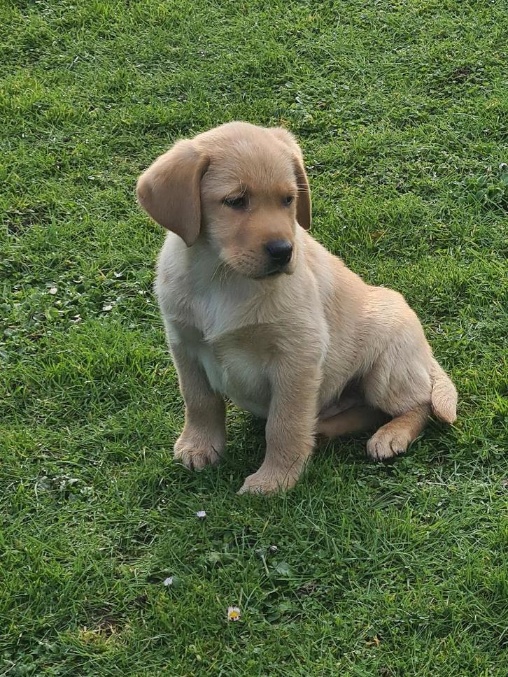 blonde en zwarte labrador pups, Dieren en Toebehoren, Honden | Retrievers, Spaniëls en Waterhonden, Meerdere dieren, Labrador retriever