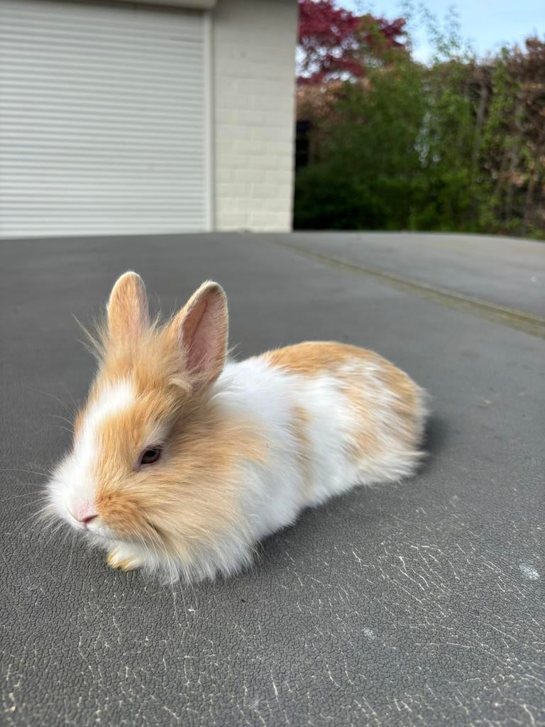 Kleurdwergjes dwerg  konijntjes konijn, Meerdere dieren, Dwerg, Hangoor