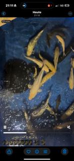 Tosai te koop, eigen kweek, Karper of Koi