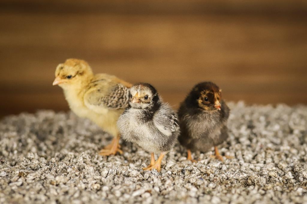 Wyandotte kriel kippen kuikens | Gesekst en Ingeënt, Vrouwelijk, Kip